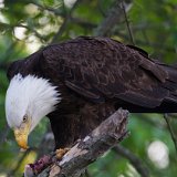 10SB0442 American Bald Eagle Eating Fish